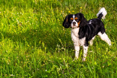 Animal doggie pet