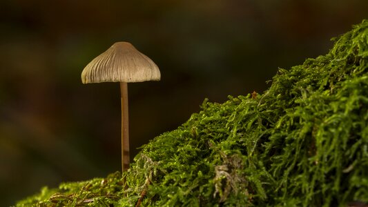 Mushroom sponge moss