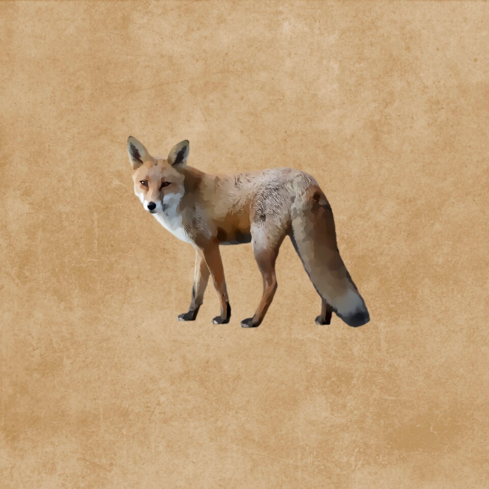 Wild animal predator drawing