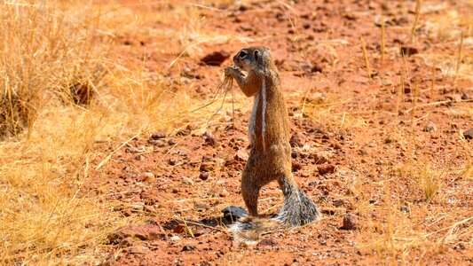 Nature steppe animal