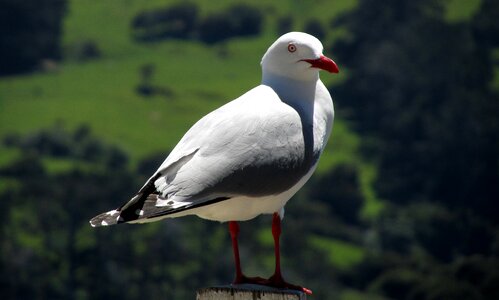 Sea gulls scenic coastline