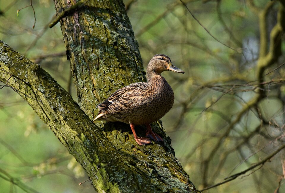 Morning ducks vegetation