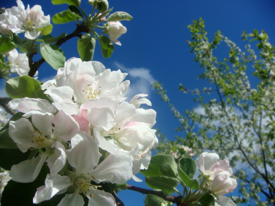 Spring apple flower flowering tree photo