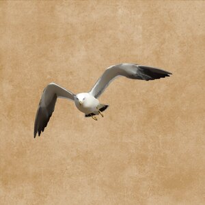 Plumage flying drawing