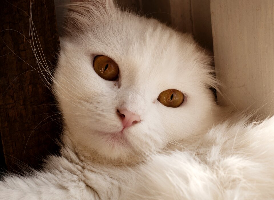 Portrait white animal