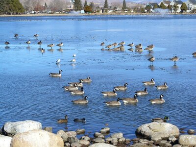 Pond canadian geese migration photo