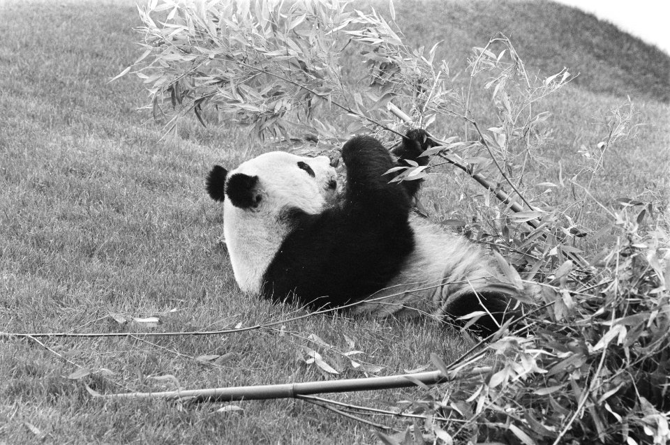 Prins Bernhard stelt onderkomen reuzen-pandas in gebruik door hijsen WNF-vlag r, Bestanddeelnr 933-9901