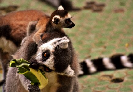 Eat zoo äffchen