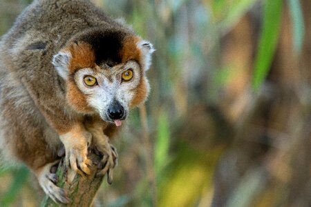 Primate zoo head photo