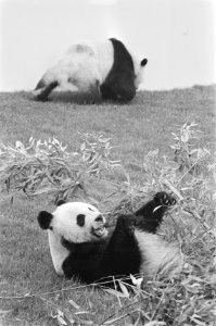 Prins Bernhard stelt onderkomen reuzen-pandas in gebruik door hijsen WNF-vlag 2, Bestanddeelnr 933-9899