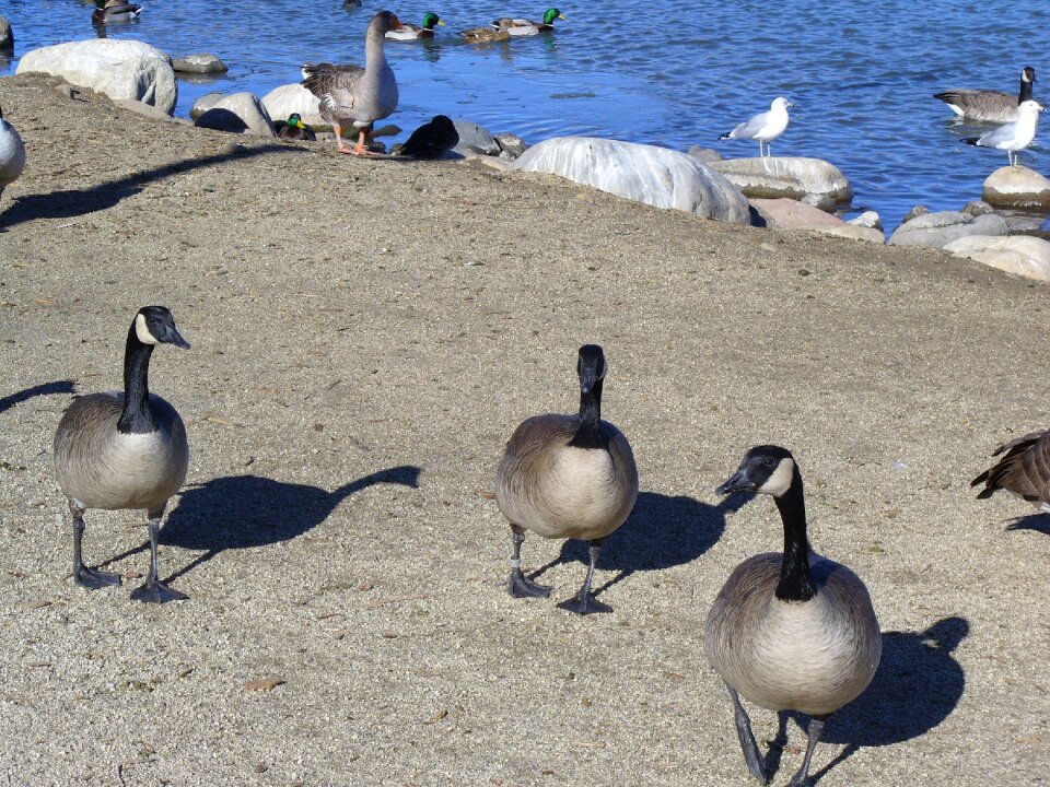 Canadian geese migration pond