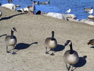 Canadian geese migration pond photo