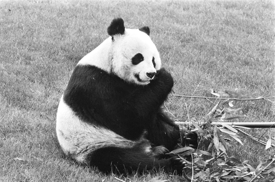 Prins Bernhard stelt onderkomen reuzen-pandas in gebruik door hijsen WNF-vlag r, Bestanddeelnr 933-9898