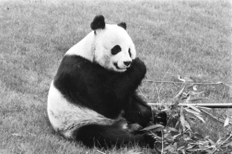 Prins Bernhard stelt onderkomen reuzen-pandas in gebruik door hijsen WNF-vlag r, Bestanddeelnr 933-9898