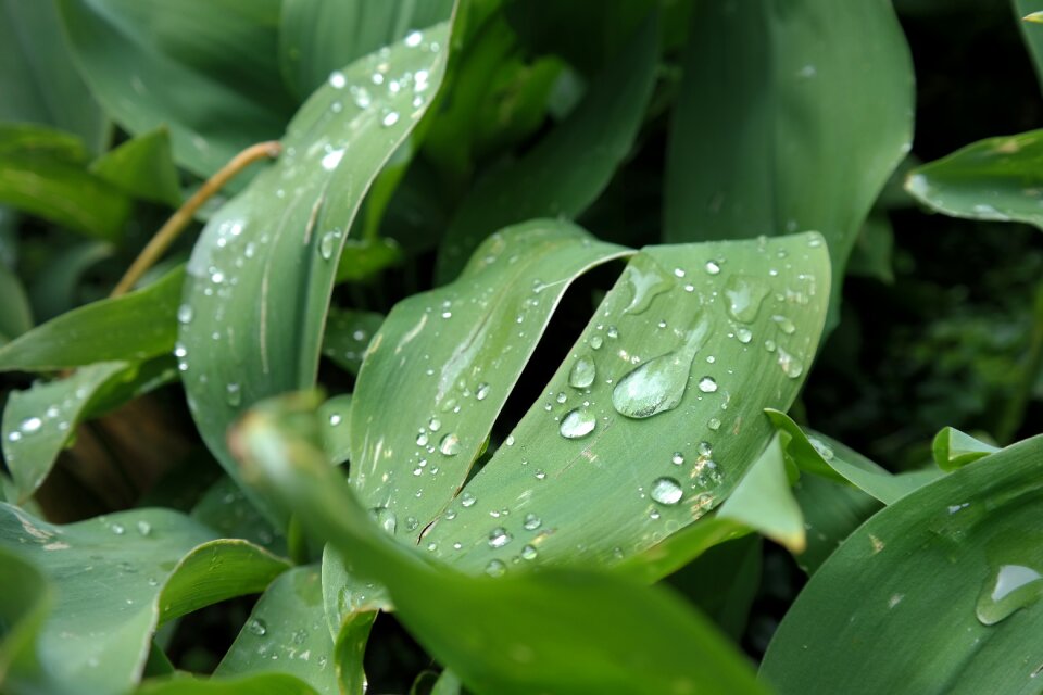 Leaves drops raindrops