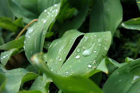 Leaves drops raindrops