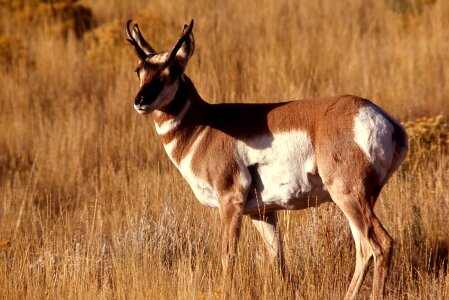 Looking nature wild