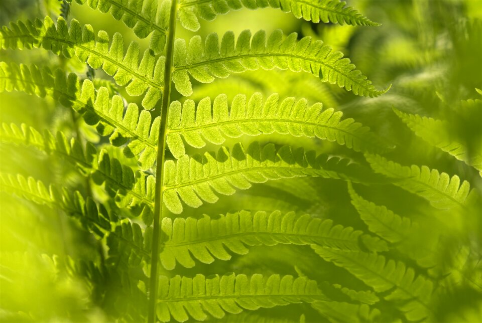 Green nature botanical