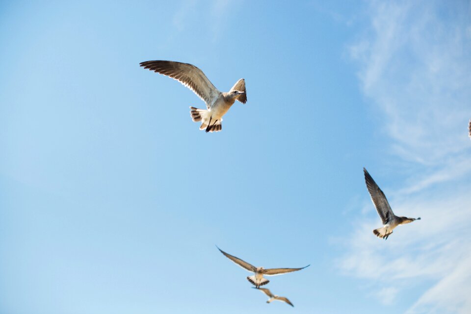 Seagull ocean beach