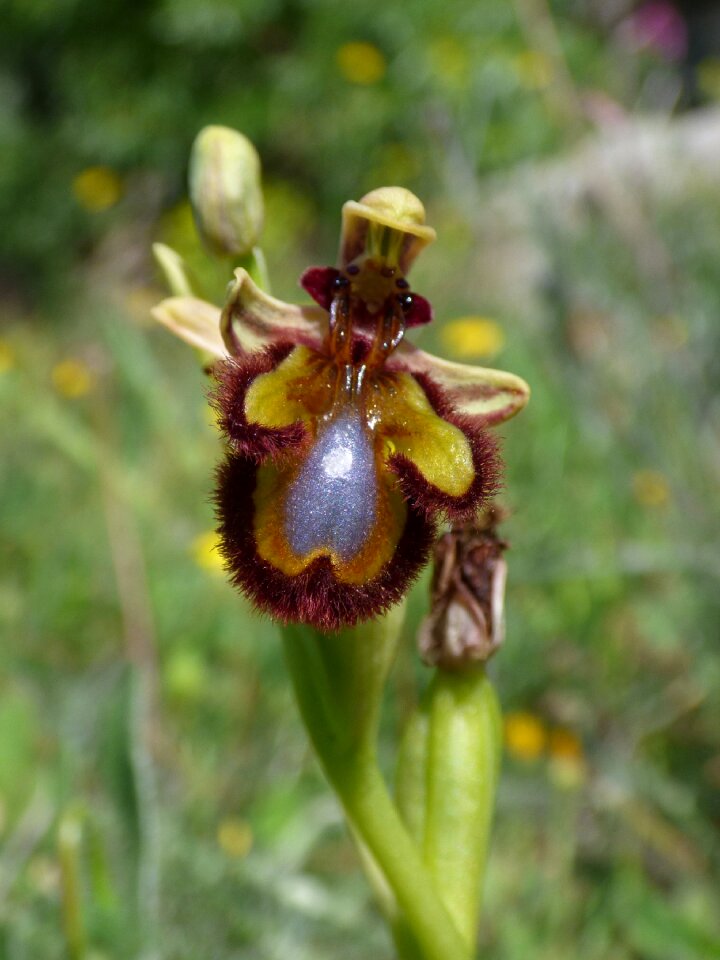 Orchid priorat montsant