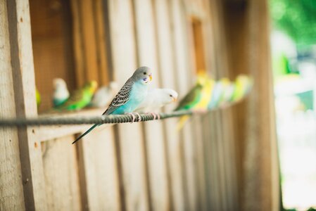 Flight blue green
