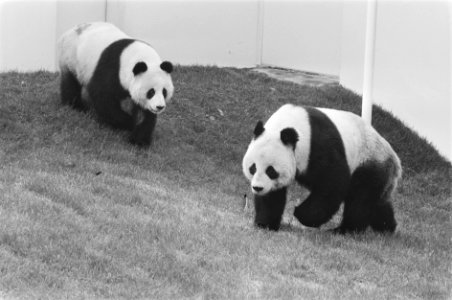 Prins Bernhard stelt onderkomen reuzen-pandas in gebruik door hijsen WNF-vlag 2, Bestanddeelnr 933-9900