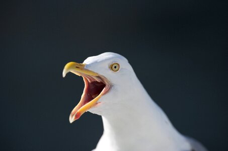 Svolvær bird animal photo