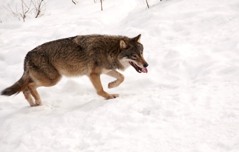 Wildlife wild nature