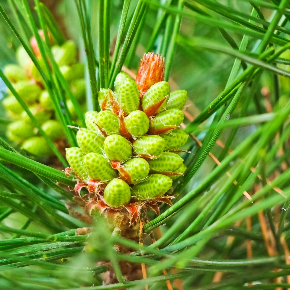 Pine greenhouse needles tree photo