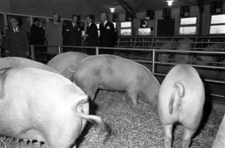 Prins Claus opende school voor Pluimvee- en Varkenshouderij te Barneveld, Bestanddeelnr 921-8311