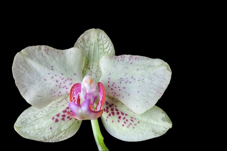 Orchid white plant