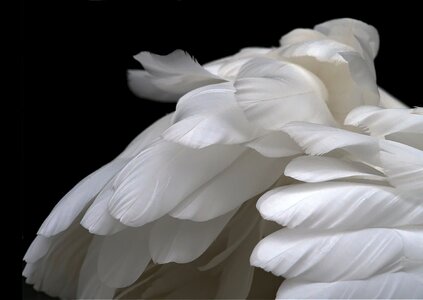 Plumage soft pale