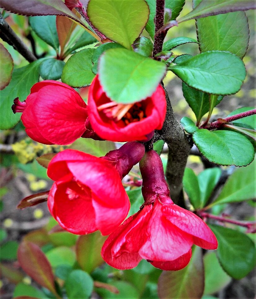 Japanese chinese roses