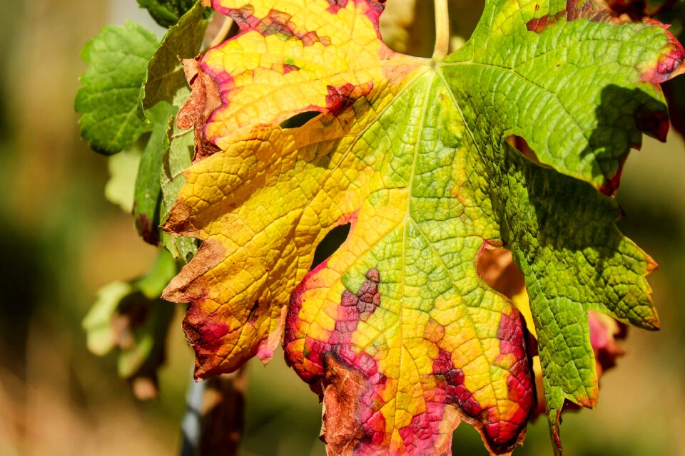 Fall color grapevine plant