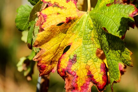 Fall color grapevine plant