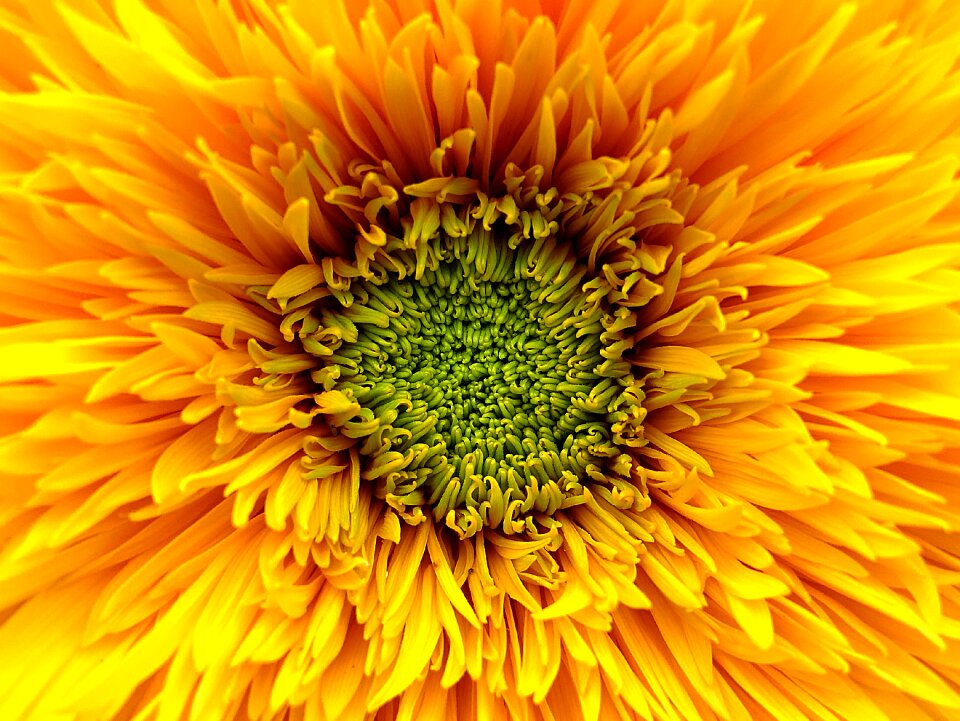 Orange green bloom