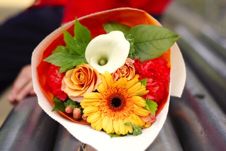 Colorful flowers orange