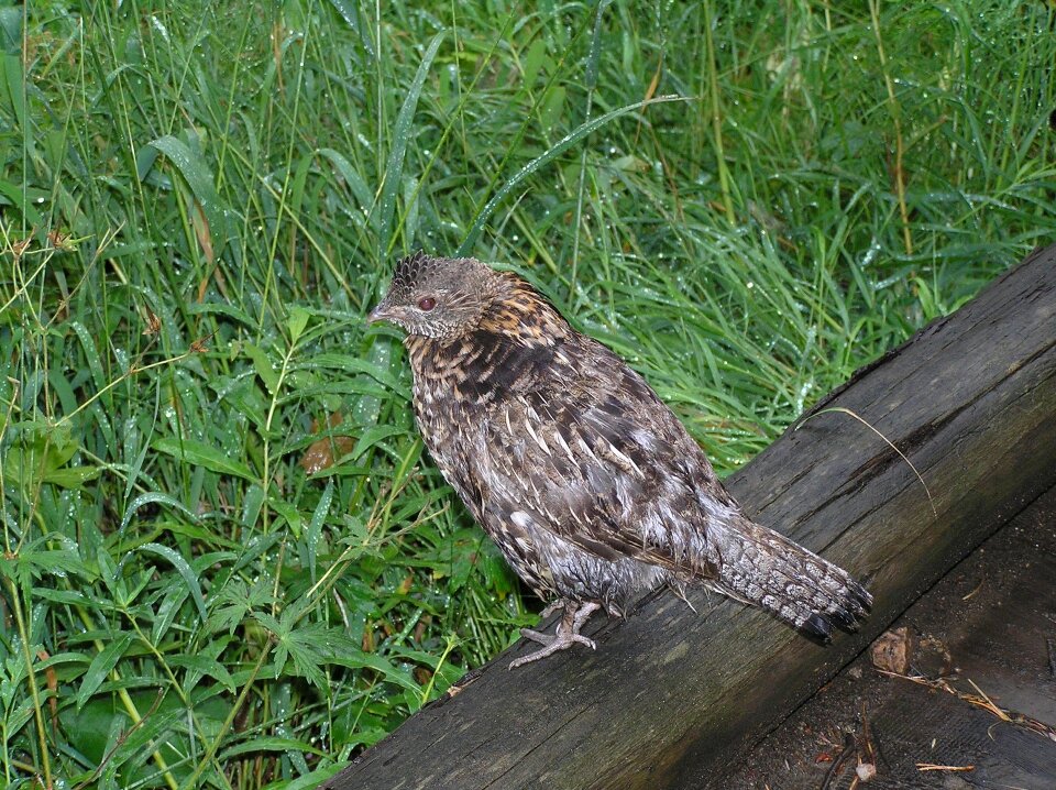 Log standing perched