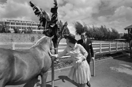 Prinses Beatrix en Prins Claus geven suikerklontje aan paard in stal van de Keiz, Bestanddeelnr 922-0529