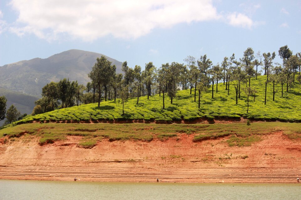 Forest dam tea