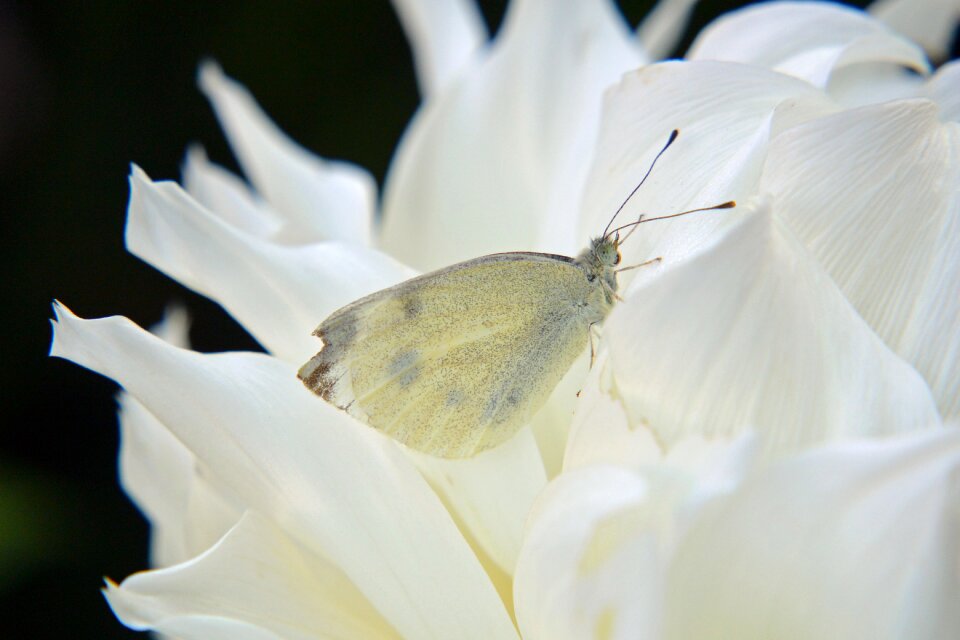 Blossom bloom white