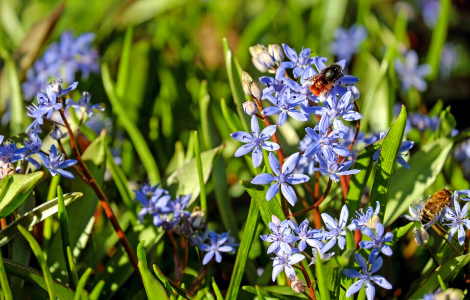 Blue wild flower wild plant