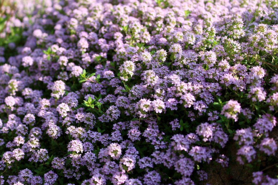 One flower plants purple flowers