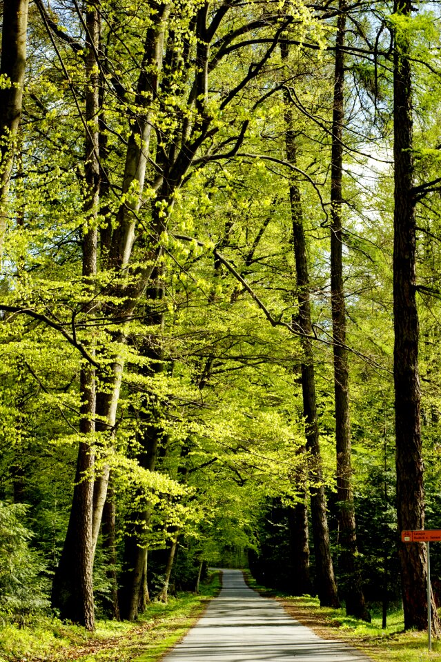 Landscape asphalt route