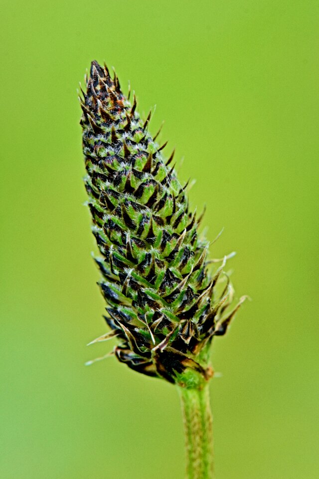 Field green vegetable