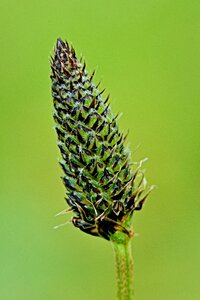 Field green vegetable