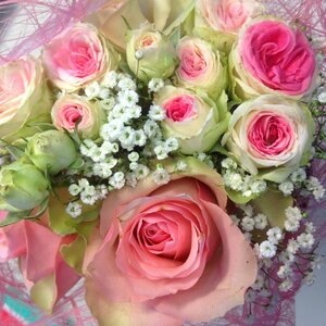 Pink cut flowers romantic photo