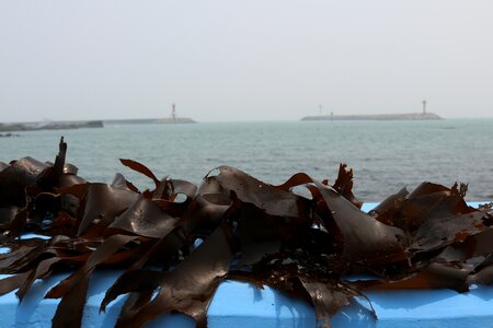 Tangle kelp wakame