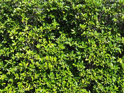 Background surfaces green