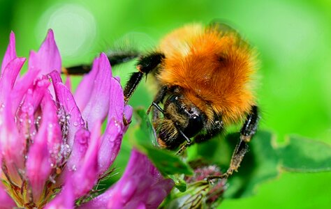 Nectar flower spring
